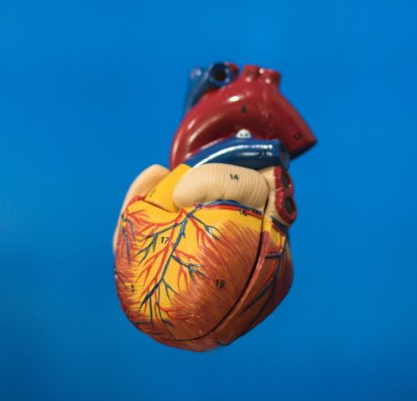 Vibrant anatomical heart model against a solid blue backdrop, showcasing educational detail.